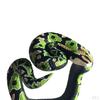 Bracelet, Novelty Simulation Animal Model Wristband, Scary Toys, Adults Teens Plaything for Party