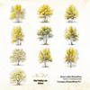 Twilight PET Sticker Pack: Four Seasons Scenery, 20 Sheets, 6 Tree Styles for DIY Projects