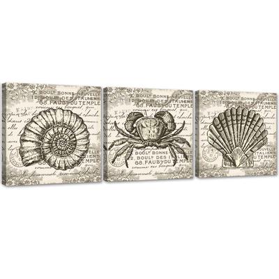 Set of Three Pictures Canvas Print Retro Shells