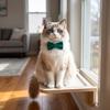 Nœud Papillon Chat en Velours Élégant Fait Main pour Animal de Compagnie Plusieurs Couleurs Unies Amovible Bricolage Nœud pour Collier d'Animal de Compagnie Gentleman Animal de Compagnie