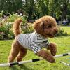 High Collar Dog Base Coat Soft Pet Warm Sweater Pet Apparel Striped Sweatshirt  Indoor Use