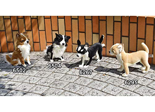 BH6504 HANSA Chihuahua 31