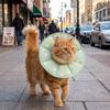 Breathable Pet Recovery Cone Adjustable Anti Licking Cat Collar Cat Recovery Collar  Cat Dog