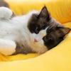 Cloth Banana Shape Pet Cat Bed House Fun And Cozy Hideout For Feline Friend Durable Fabric