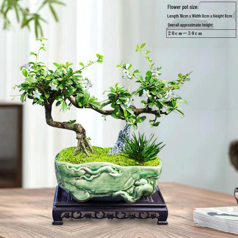 Trailing Fujian Tea Bonsai with Old Trunk – Zen Style Indoor Green Plant for Office & Living Room