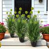 1PC/2PC Decorative Grasses Balcony Plastic Realistic Faux Floral for Home Indoor Multiple Options Available