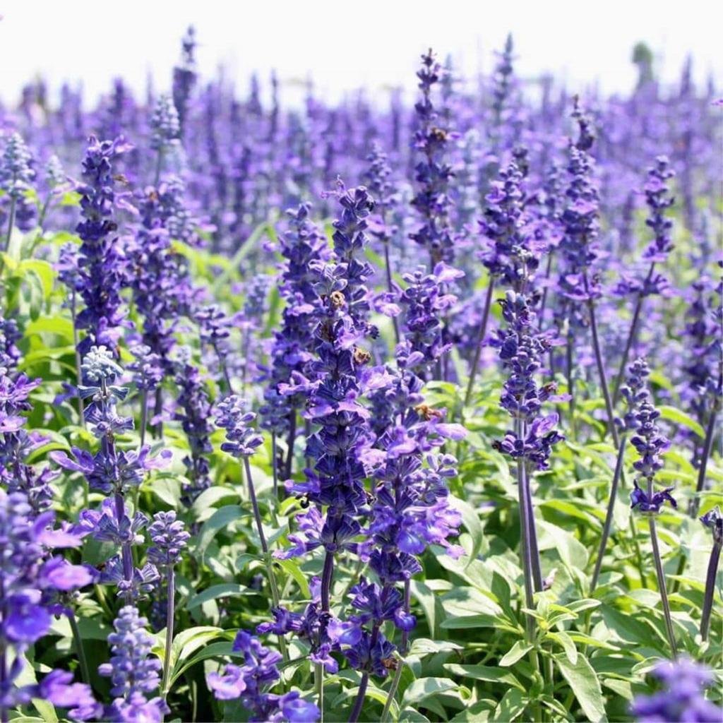 200 Graines d'Hysope officinale Hyssopus officinalis reproductibles non traitées
