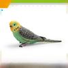 Wildlife Bird Simulation Pvc Model Parrot Toy For Children Educational Play