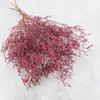 Zatrwian Szerokolistny Essiccato - Limonium Latifolium - Colorato - Rosa