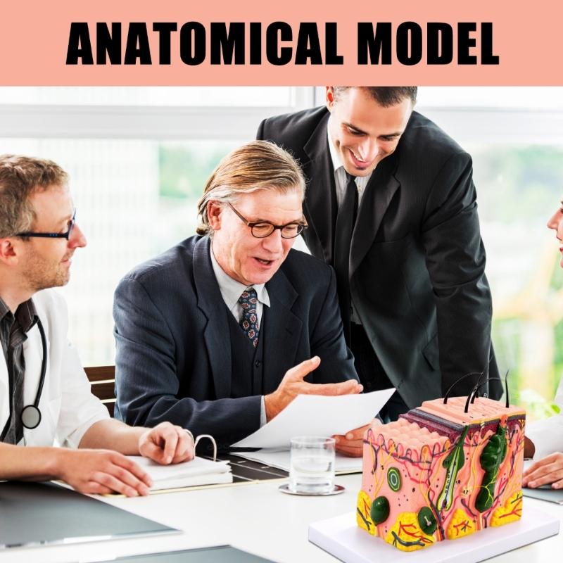 35/50/70/85X Enlarged Skin Model Skin Anatomical Model Teaching Tool for Classroom Study Display Teaching Medicals Model