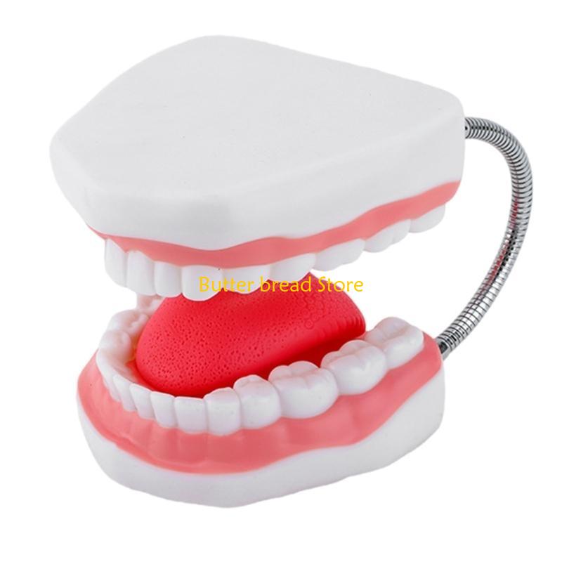W89C Enlarged Human Mouth Model Human Teeth Anatomy Model with Removable Tongue China Mainland