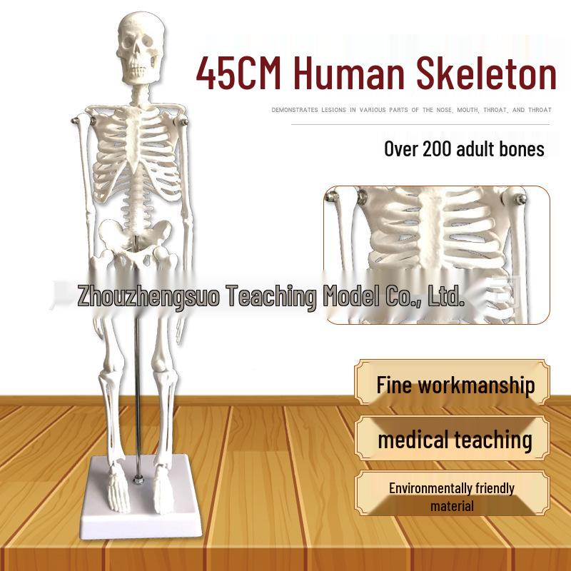 45cm Full Body Human Skeleton Model for Art, Yoga, Crafts, and Medical Teaching 45cm
