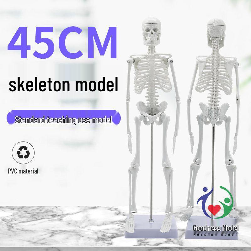 45cm Adult Human Skeleton Model with Skull and Spine for Teaching