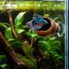 Fish Tank Accessories Betta Hammock, Conch Pad with Strong Suction Cup, Natural Resting Cup Hideout Bed Bubble Nesting Spot for Tanks, Aquarium