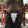 Eye Catching Animal Garden Decors Charm Artistic Animal Skull Craft for Wall