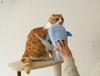 Nippon Seal Nyantomo Nekojita Plush Toy, Whale Shark, Blue, Cat Toy, Grooming Tool, Etiquette Brush, Plush Toy, Direct from Manufacturer, N70J
