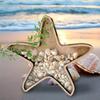 Starfishs Shape Seashells Display Box with Clear Acrylic Front Wood Seashells Holders for Shark Teeth Small Shadows Box
