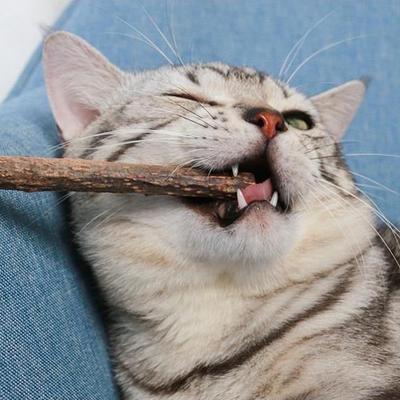 Natürliches Matatabi Katze Katzenminze Spielzeug Kätzchen Molar Kau-Stick Haustier Zähne putzen Katzen Leckerli Spielzeug Actinidia Silvervine Haustierprodukte