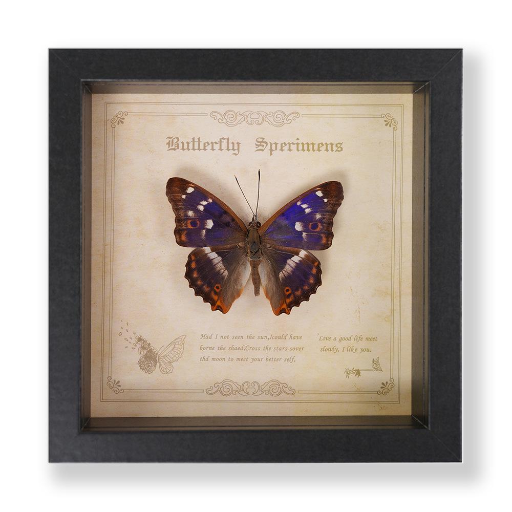 Green Banded Swallowtail Butterfly Specimen Decorative Painting - Real Insect for Display