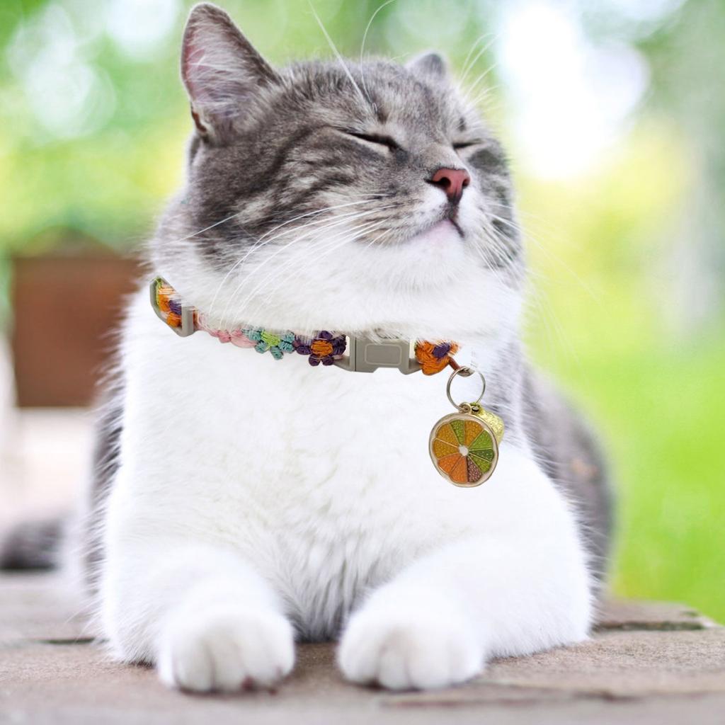 Bunter Spitzblumenkragen mit Glöckchen und Hundehalsband