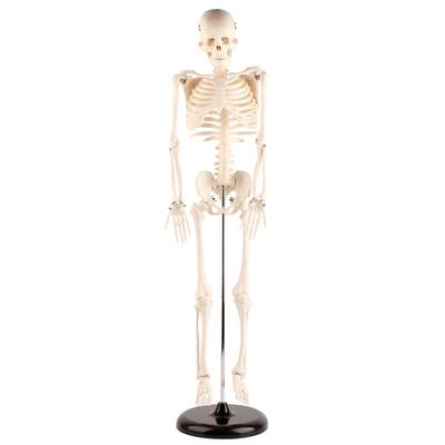 85 cm großes menschliches Skelettmodell mit Ständer, Werkzeug für biologische Experimente für den anatomischen Unterricht