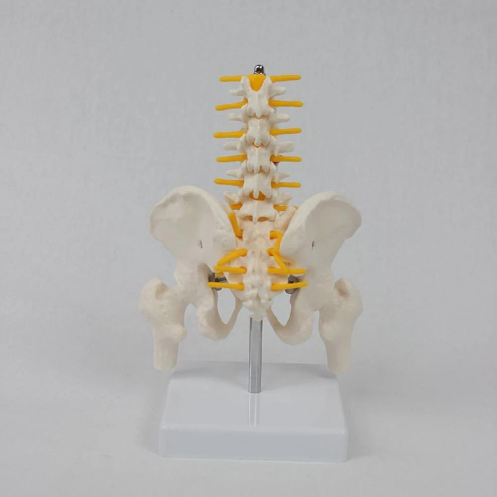 1 buc PVC Pelvis Uman Cu Cinci Vertebre Lombare și Model Femur Ortopedie Coloană Vertebrală Model Coloană Vertebrală Anatomie Schelet