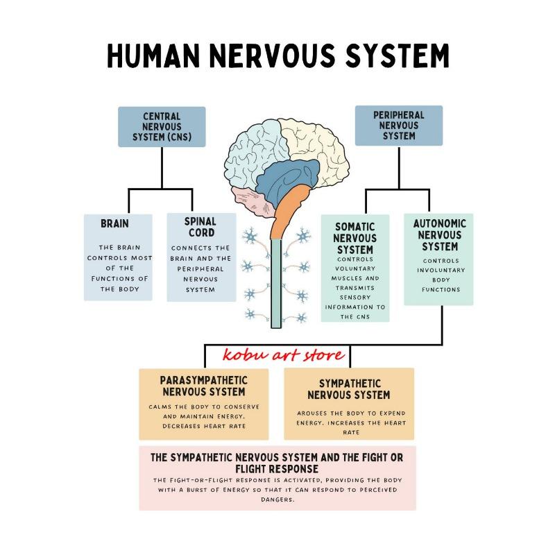 The Human Nervous System Human Brain Anatomy Brain Function Poster Print Wall Art Canvas Painting for Therapy Office Decor