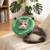 Katzen – Katzenpflege