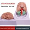 Functional Areas Cerebral Cortex Brain Anatomy Model
