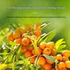 Jiangguole Sea Buckthorn Juice