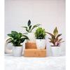 Combo of 6 Self Watering Flower Pots for Plants | Plastic Plant Pots | Planter Pots for Home, Indoor Living Room,Garden
