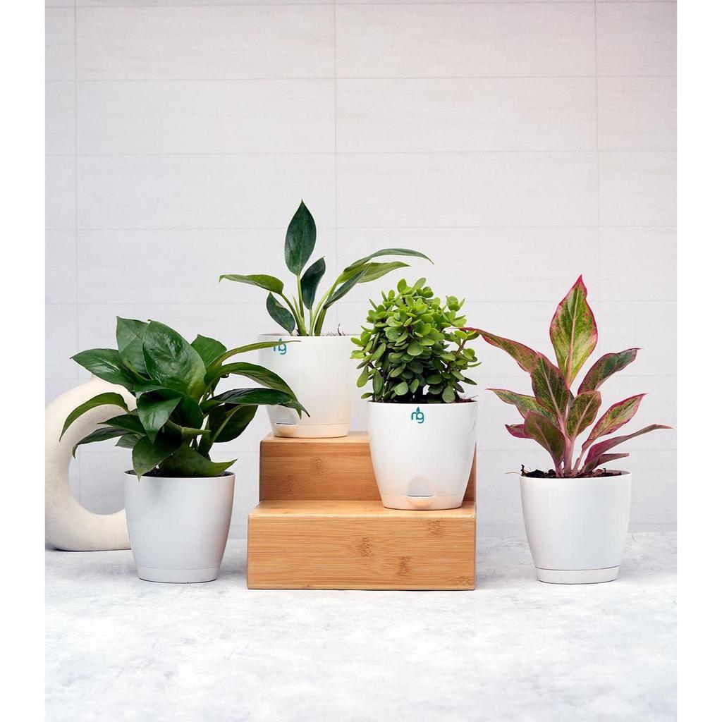 Combo of 6 Self Watering Flower Pots for Plants | Plastic Plant Pots | Planter Pots for Home, Indoor Living Room,Garden