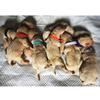 15 Colori Collari per Cuccioli da Parto Collari Identificativi Regolabili per Animali Domestici Fasce Morbide per Cani Neonato per Gatto Gattino 3 Misure