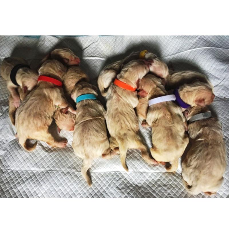 15 Colori Collari per Cuccioli da Parto Collari Identificativi Regolabili per Animali Domestici Fasce Morbide per Cani Neonato per Gatto Gattino 3 Misure