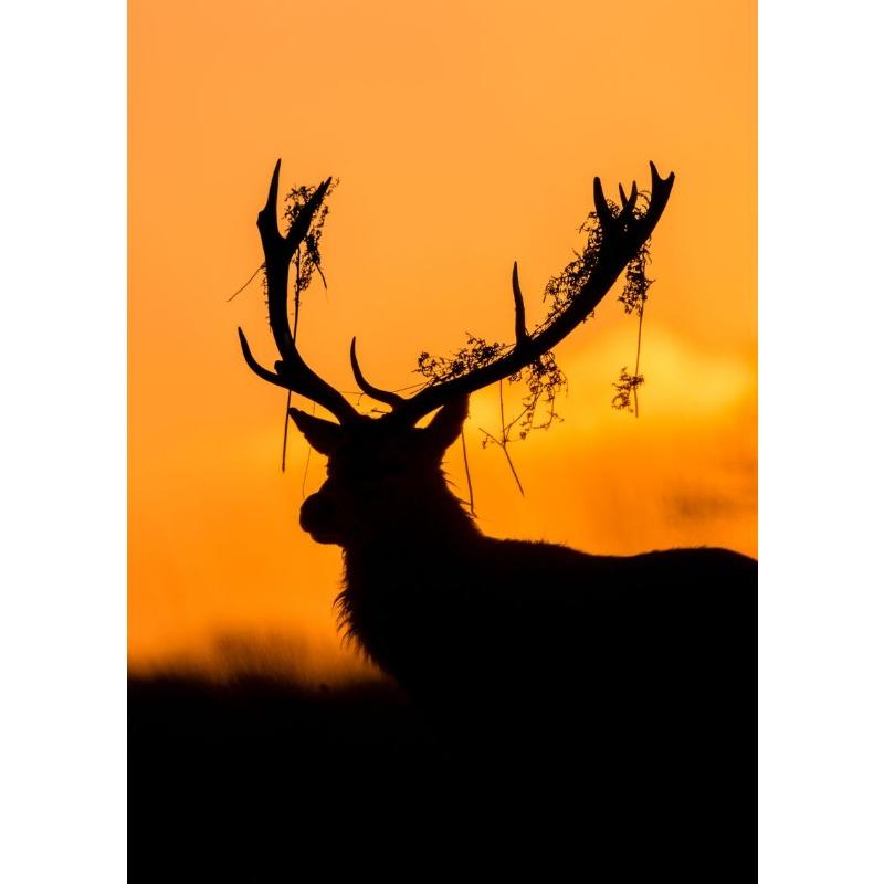 Lovely Animal Wild Deer Canvas Poster Cute Jungle Angel Wall Art Picture for Living Room Bedroom Club Bar Modern Home Decor Gift