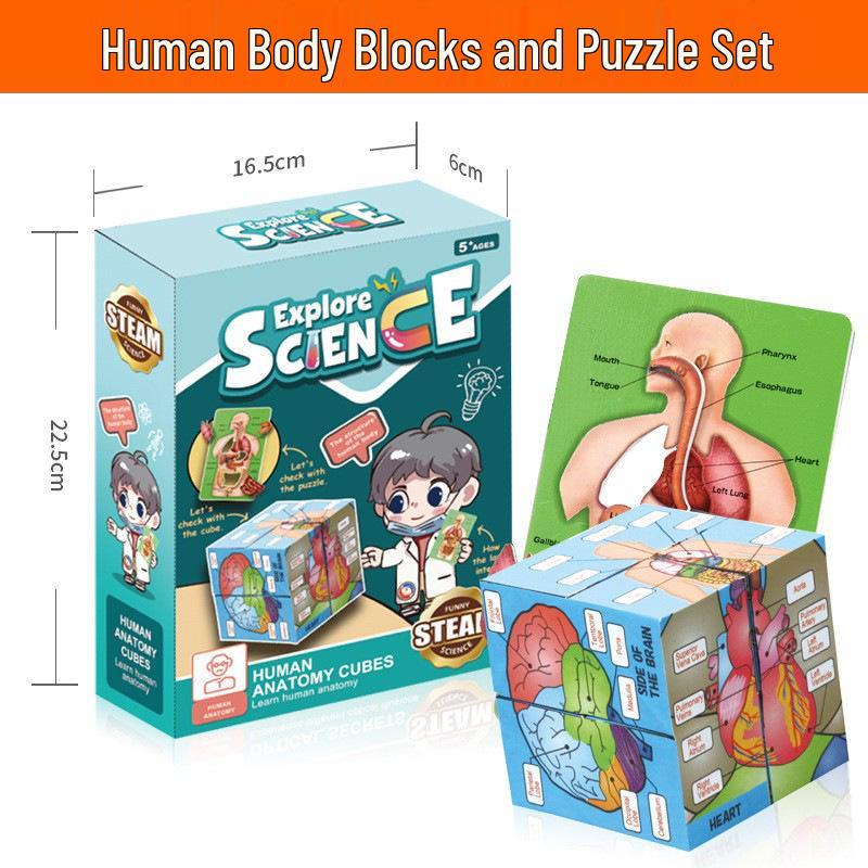 Children's Educational Human Anatomy Model - Skeleton & Organ Structure Toy for Medical Teaching
