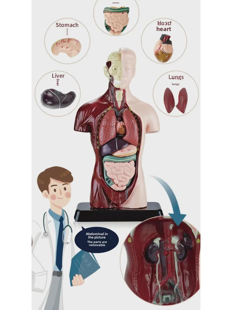3D Detachable Human Organ Model for Kids - DIY Medical Simulation Toy