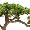 Polin Ornamental Bonsai Tree 45cm