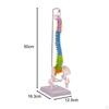Hanging Human Spine Model Colorful Skeleton with Pelvis and Femur,Flexible Vertebral Column