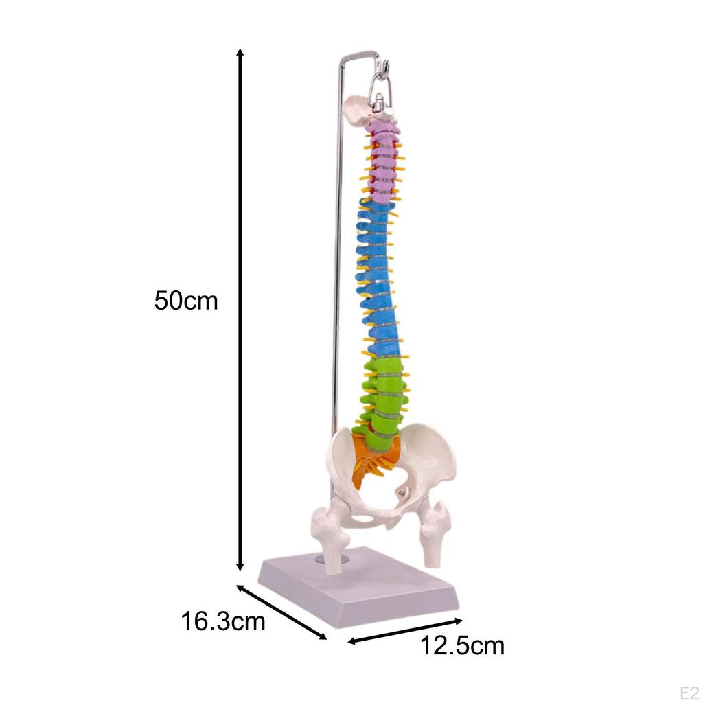 Hanging Human Spine Model Colorful Skeleton with Pelvis and Femur,Flexible Vertebral Column