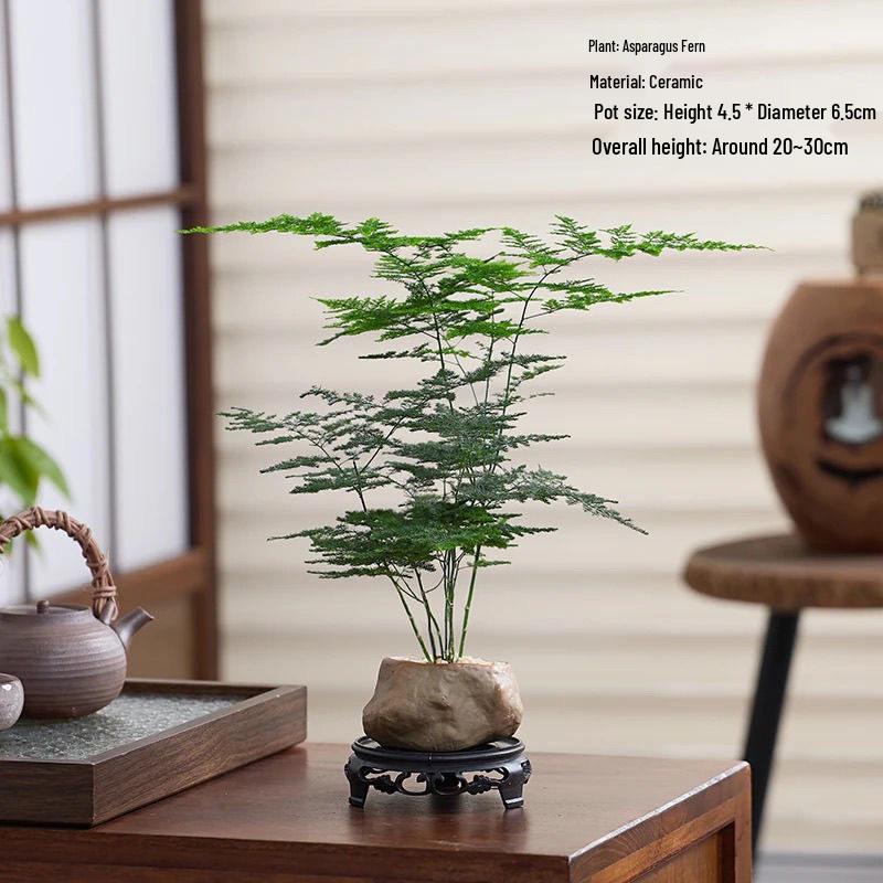 Pre-owned Fengwen Bamboo Indoor Potted Plant – Year-round Green Bonsai for Easy Care In Living Rooms or Offices.