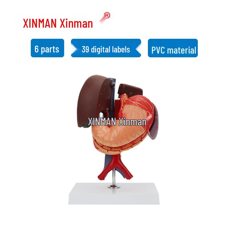Human Liver, Pancreas, Spleen, Stomach, Duodenum Anatomical Model