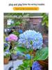 Hydrangea LED Solar Stake Lights - Waterproof Outdoor Garden Decoration