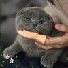 Cartoon Fun Creative Funny Mini Finger Puppet Set Soft Little Hands Five Finger Model Gestures Tease Cat Pet Toys Halloween Gift
