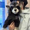 Trendy Pet Windbreaker: Warm Autumn/Winter Clothes for Small Dogs & Cats (Teddy, Bichon, Schnauzer, French Bulldog)