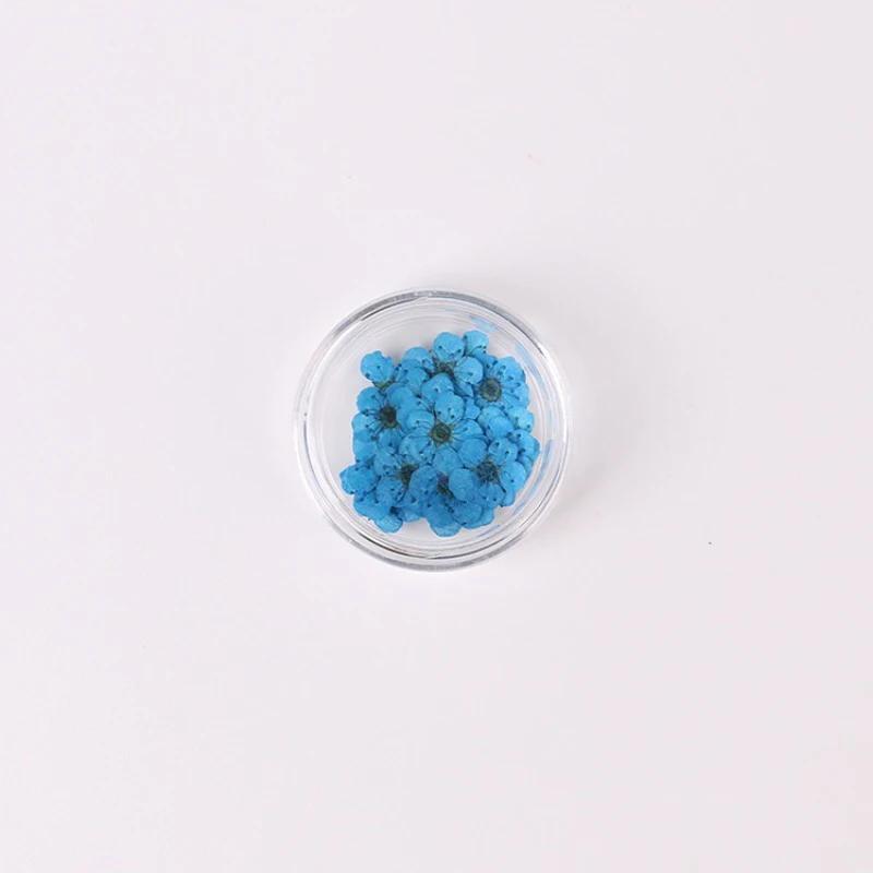 20pcs/Box Nail Art Dried Flowers Spirea Small Plum Narcissus Nail Art Color Mixed Flower Dried Flower Patch DIY Nail Decoration