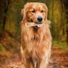 Dog Chew Sticks Natural Coffee Wood Bite-Resistant Teething Toy for Puppies to Large Dogs for Teeth Cleaning Fresh Breath Anxiety Relief