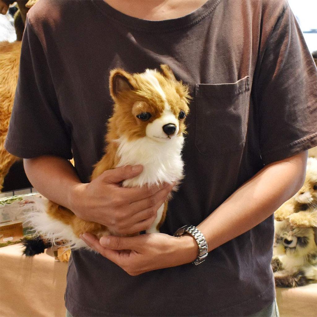 BH6502 HANSA Chihuahua 31