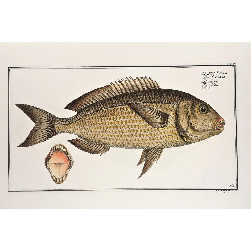 Vintage Freshwater Saltwater Fish Illustration Posters and Prints Canvas Printing Wall Art Picture for Living Room Home Decor