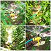 UCINNOVATE Garden Rotating Lawn Sprinkler with Adjustable 16m Irrigation Hose Large Area Coverage Irrigation Dripper for Flower High Landscape and